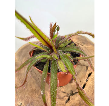 Drosera "Adelae" groß | ø 12 cm x ↕ 15 cm