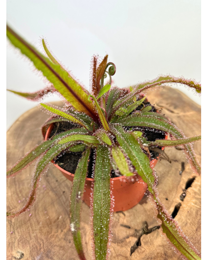 Drosera "Adelae" stor | ø 12 cm x ↕ 15 cm