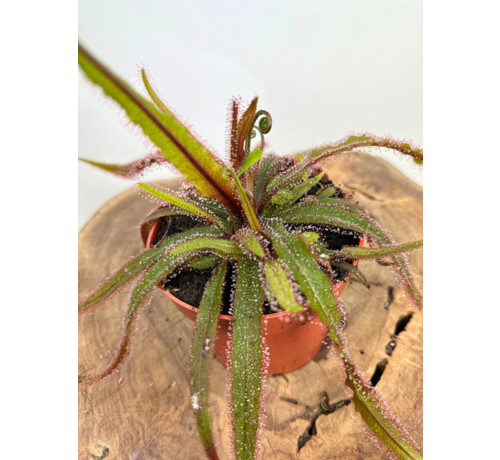 Drosera (Sileshår) "Adelae" stor | ø 12 cm x ↕ 15 cm