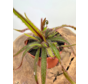 Drosera "Adelae" gran | ø 12 cm x ↕ 15 cm