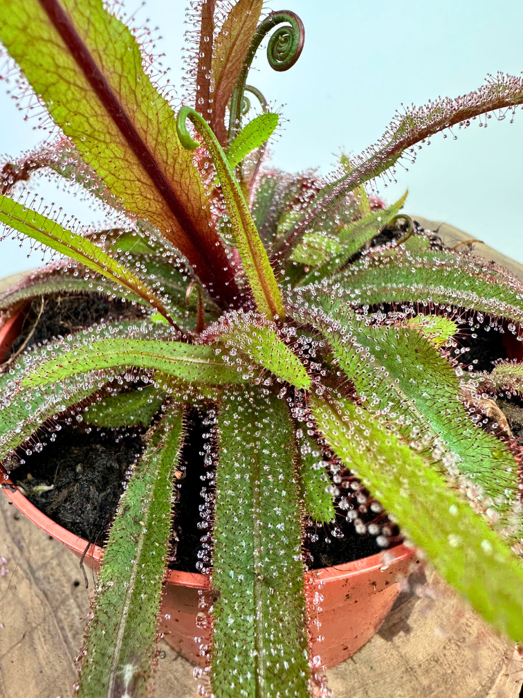 Drosera (Sileshår) "Adelae" stor | ø 12 cm x ↕ 15 cm