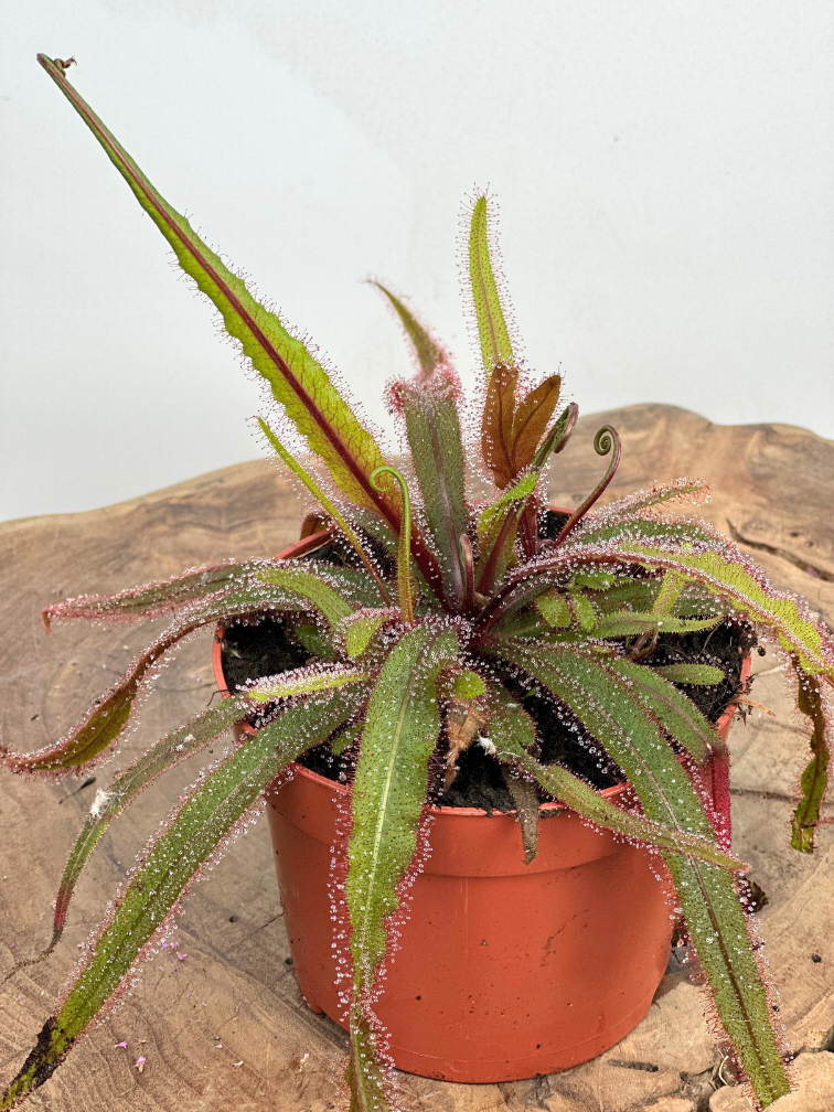 Drosera (Sileshår) "Adelae" stor | ø 12 cm x ↕ 15 cm