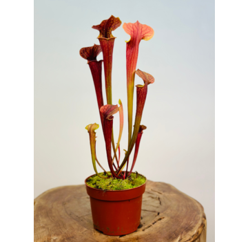 Sarracenia "Tygo" - Stor | ø 12 cm x ↕ 30-35 cm