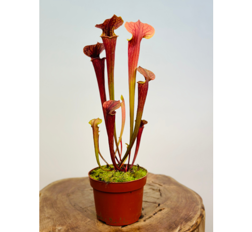Sarracenia "Tygo" - Grande | ø 12 cm x ↕ 30-35 cm