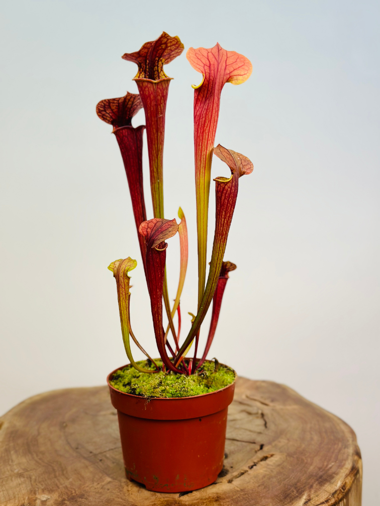Sarracenia "Tygo" - Grande | ø 12 cm x ↕ 30-35 cm