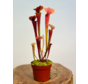 Sarracenia "Tygo" - Grande | ø 12 cm x ↕ 30-35 cm