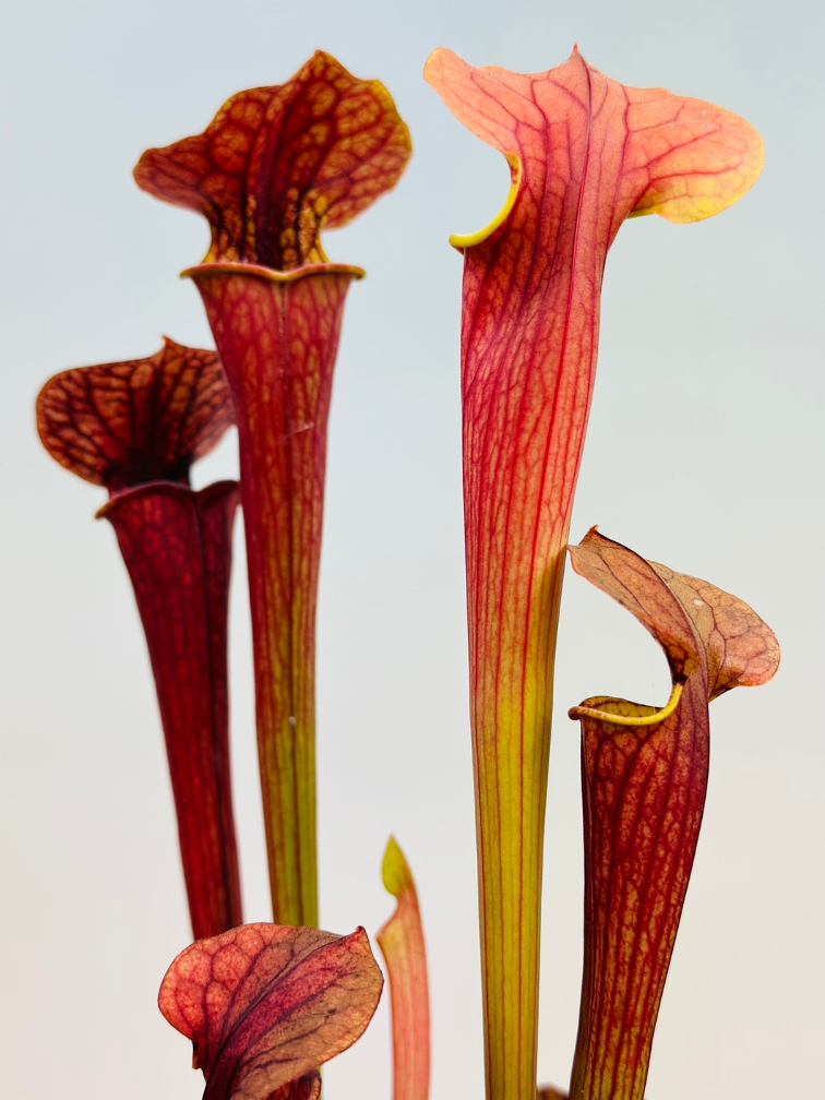 Sarracenia "Tygo" - Grande | ø 12 cm x ↕ 30-35 cm