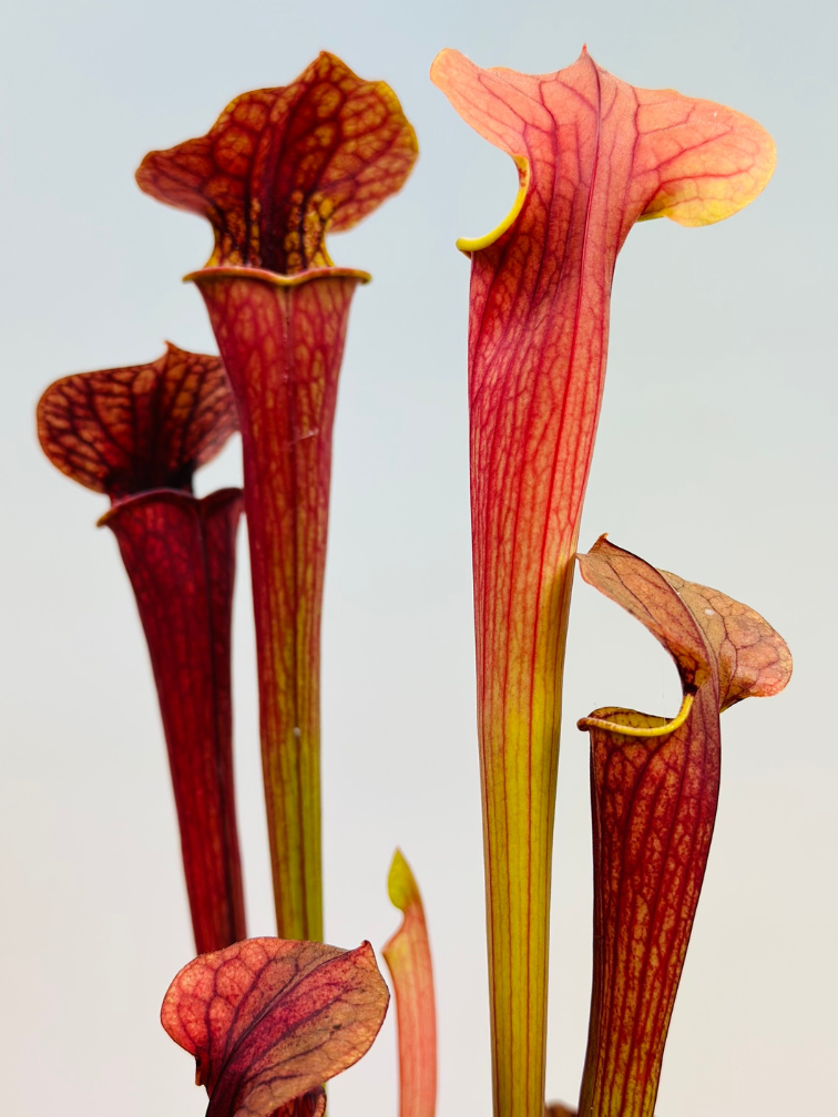 Trumpet pitcher plant "Tygo" - Large | ø 12 cm x ↕ 30-35 cm