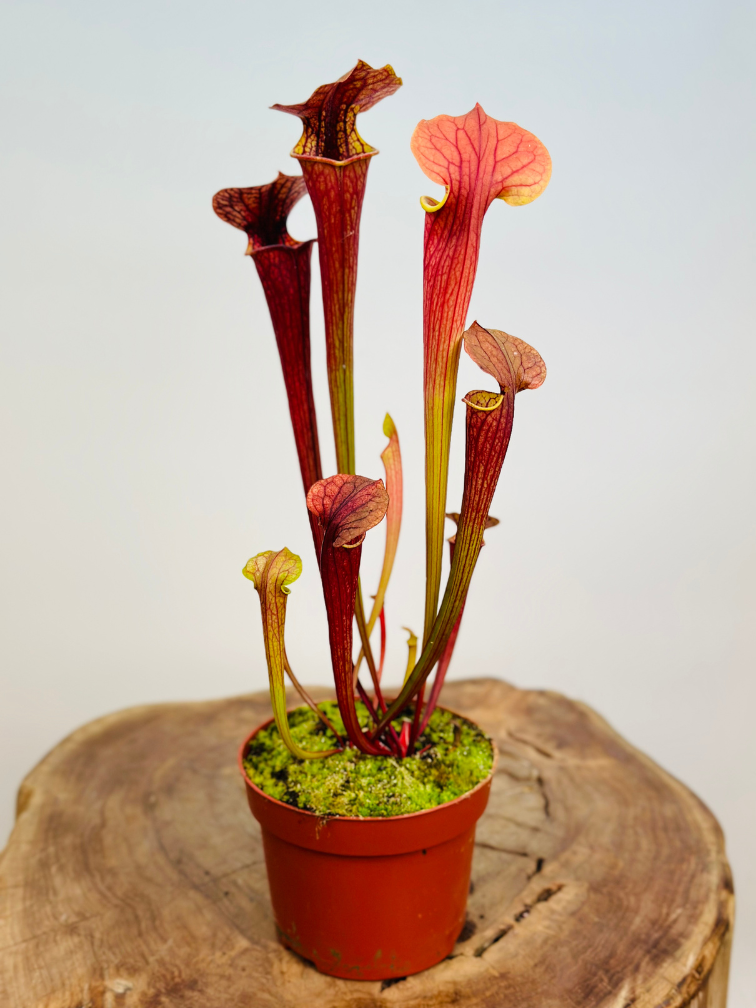 Sarracenia "Tygo" - Grande | ø 12 cm x ↕ 30-35 cm