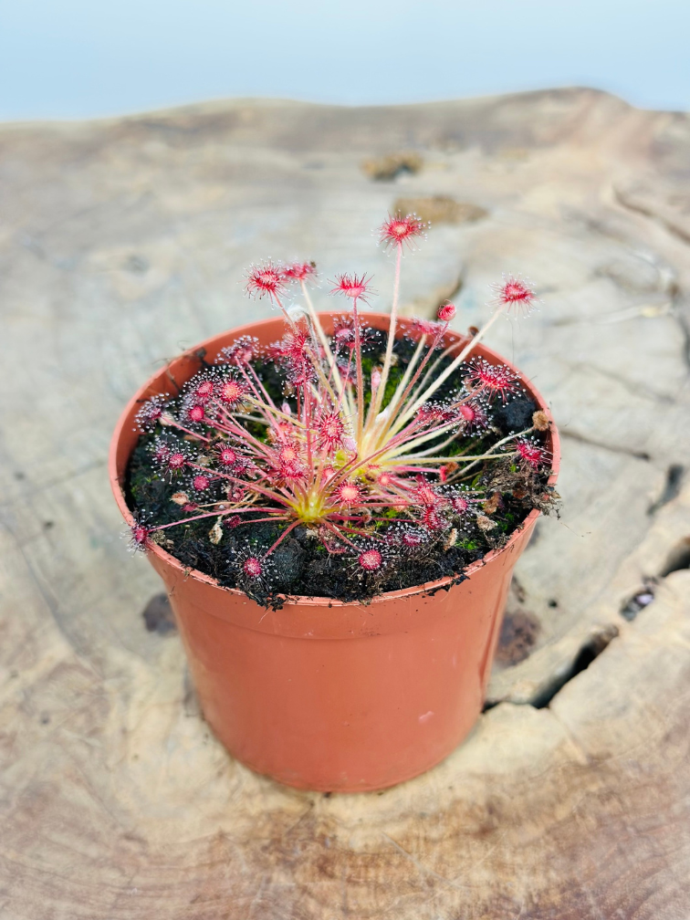 Drosera (Sundew) "Paradoxa" | ø 8,5 cm x ↕ 10 cm