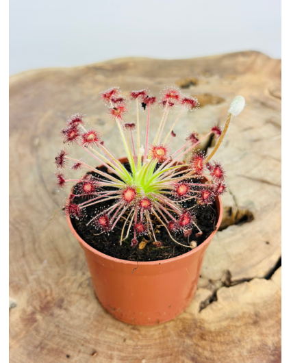 Drosera "Paradoxa" | ø 8,5 cm x ↕ 10 cm