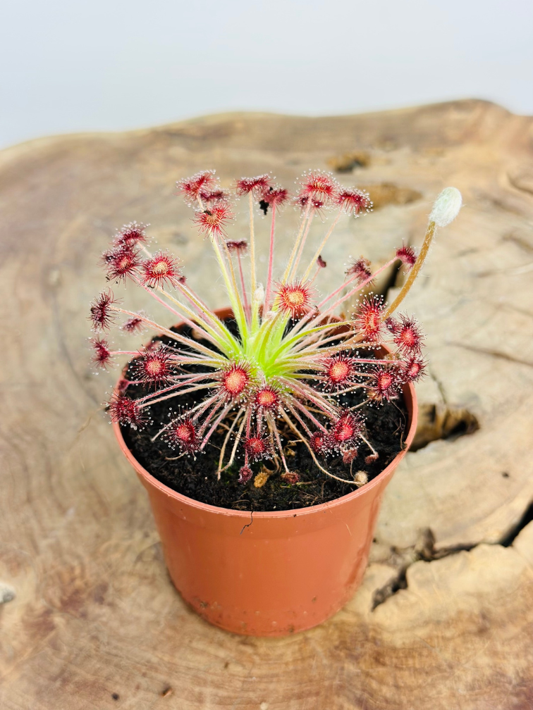 Drosera (Sundew) "Paradoxa" | ø 8,5 cm x ↕ 10 cm