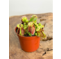 Cephalotus Follicularis (Pitcher Plant) | ø 8,5 cm x ↕ 5 cm