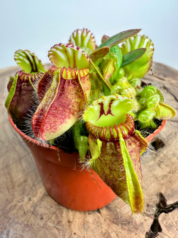 Australian Pitcher Plant | ø 8,5 cm x ↕ 5 cm