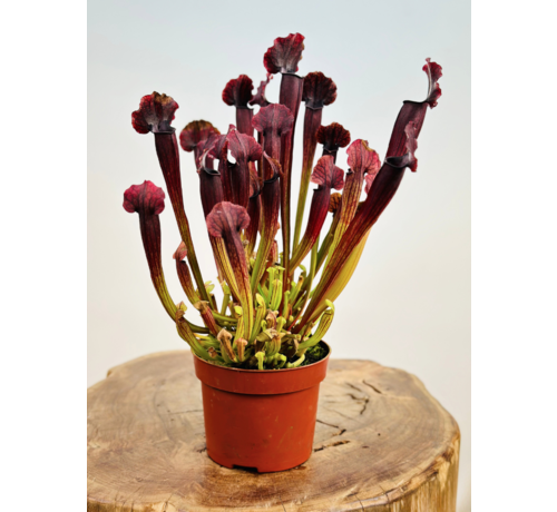 Sarracenia "Thomas" - grande |  ø 12 cm x ↕ 20-25 cm