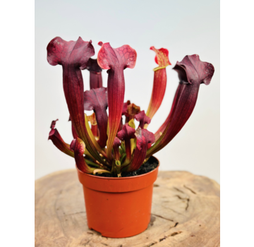 Sarracenia "Tess" - groß | ø 12 cm x ↕ 20-25 cm