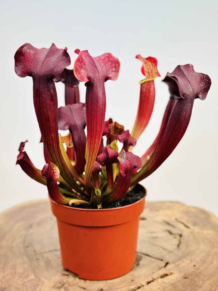 Sarracenia (Pitcher plant) "Tess" - large | ø 12 cm x ↕ 20-25 cm