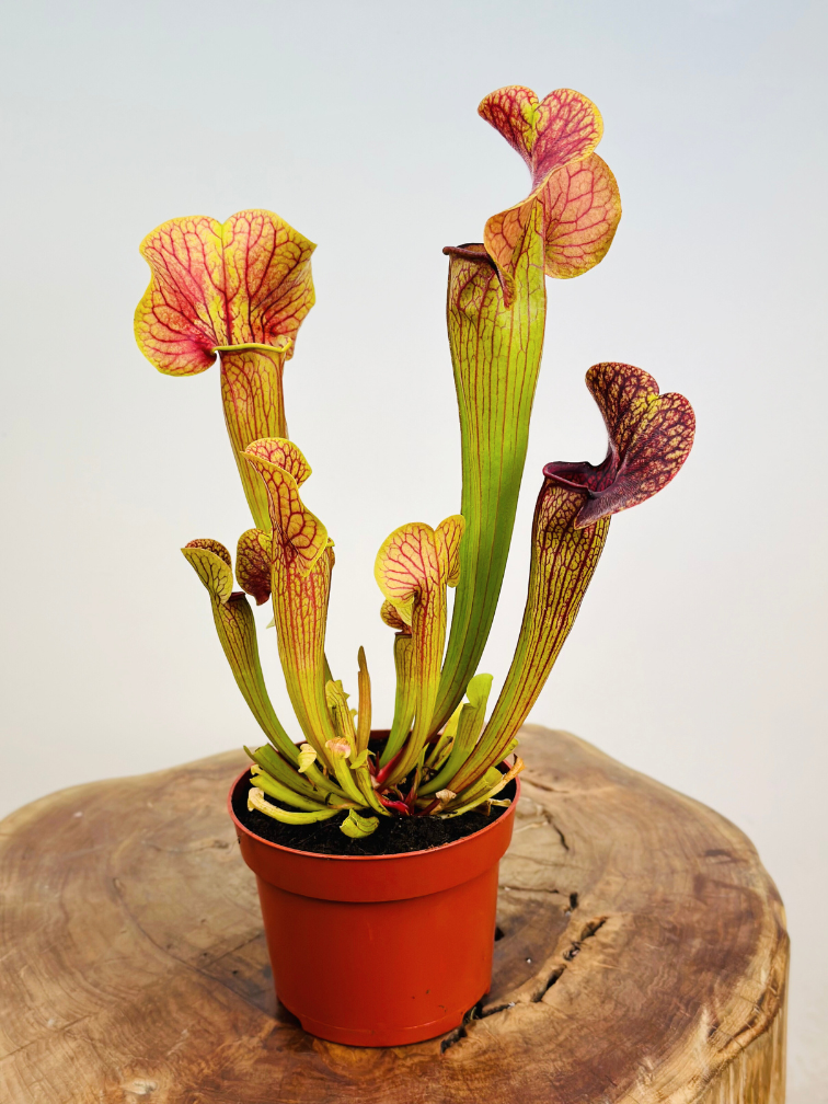 Sarracenia (Pitcher plant) "Manta Ray" - stor | ø 12 cm x ↕ 25 cm