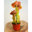 Sarracenia "Manta Ray" - grande | ø 12 cm x ↕ 25 cm