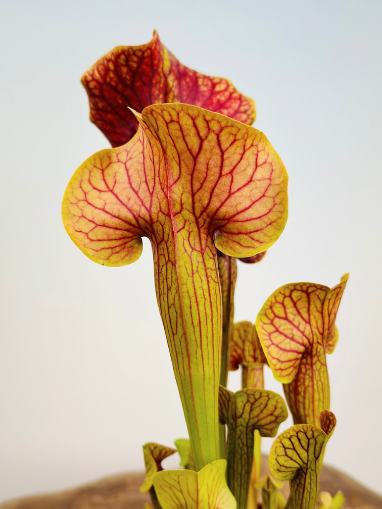 Sarracenia (Schlauchpflanze) "Manta Ray" - groß | ø 12 cm x ↕ 25 cm
