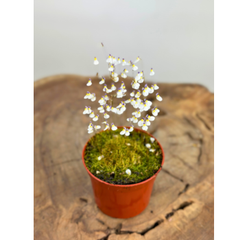 Vescicaria  'Utricularia Parthenopipes' | ø 8,5 x ↕ 10 cm