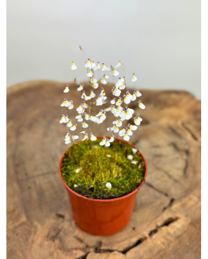 Vescicaria  'Utricularia Parthenopipes' | ø 8,5 x ↕ 10 cm