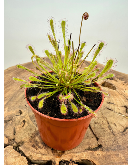 Drosera "Nidiformis" | ø 8,5 cm x ↕ 10 cm