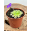 Pinguicula "Cyclosecta" | ø 8,5 cm x ↕ 25 cm