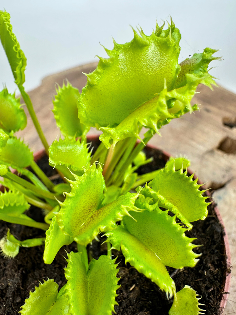 Dionaea Muscipula (Venus flugfälla) "The Zipp" | ø 8,5 cm x ↕ 10 cm