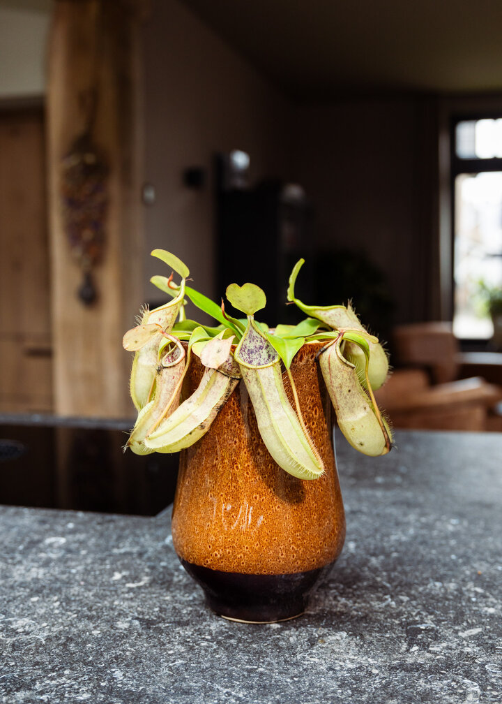 Nepenthes (Pianta tropicale) "Hispida"' - grande | ø 12 cm x ↕ 20 cm