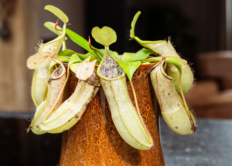Nepenthes (Pianta tropicale) "Hispida"' - grande | ø 12 cm x ↕ 20 cm