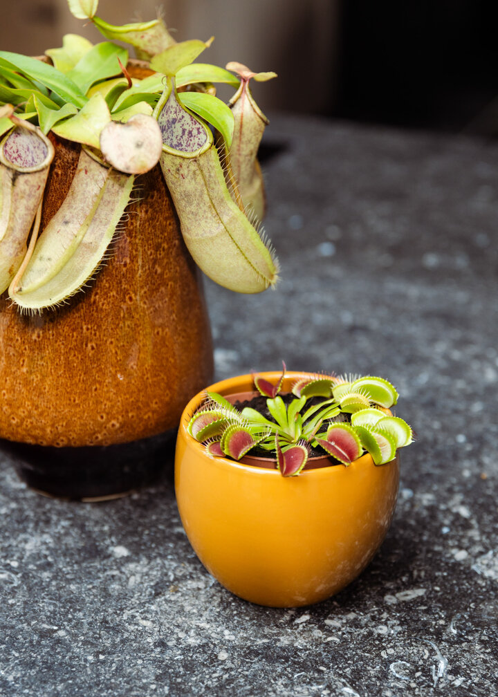 Nepenthes (Kannenpflanze) "Hispida"' - groß | ø 12 cm x ↕ 20 cm