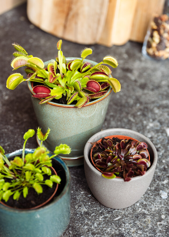 Dionaea Muscipula (Venus Atrapamoscas) - "The Red Dragon" | 8,5cm x ↕ 5 cm