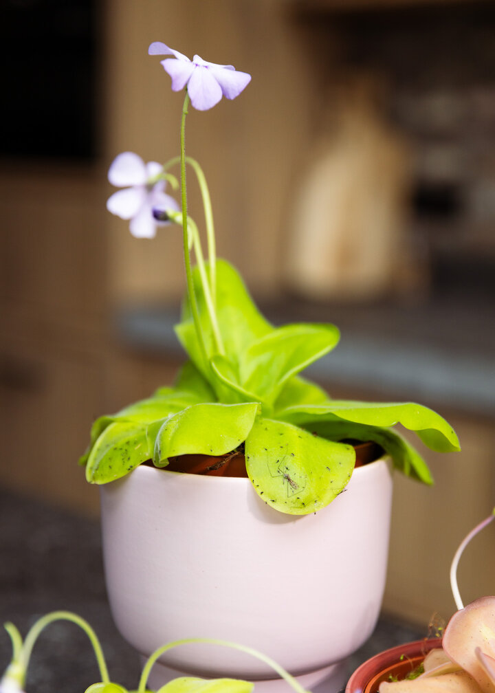 Pinguicula "Tina" grande | ø 12 cm x ↕ 25 cm