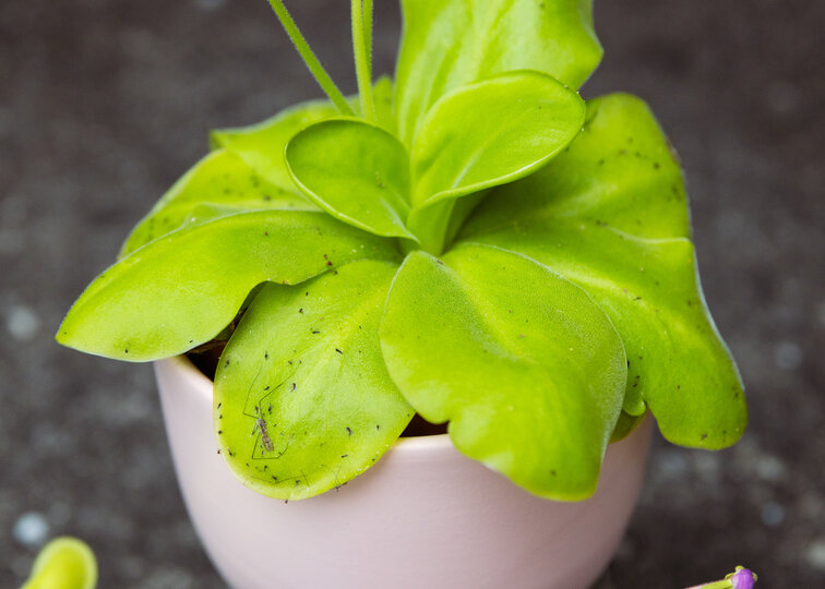 Pinguicula "Tina" stor | ø 12 cm x ↕ 25 cm