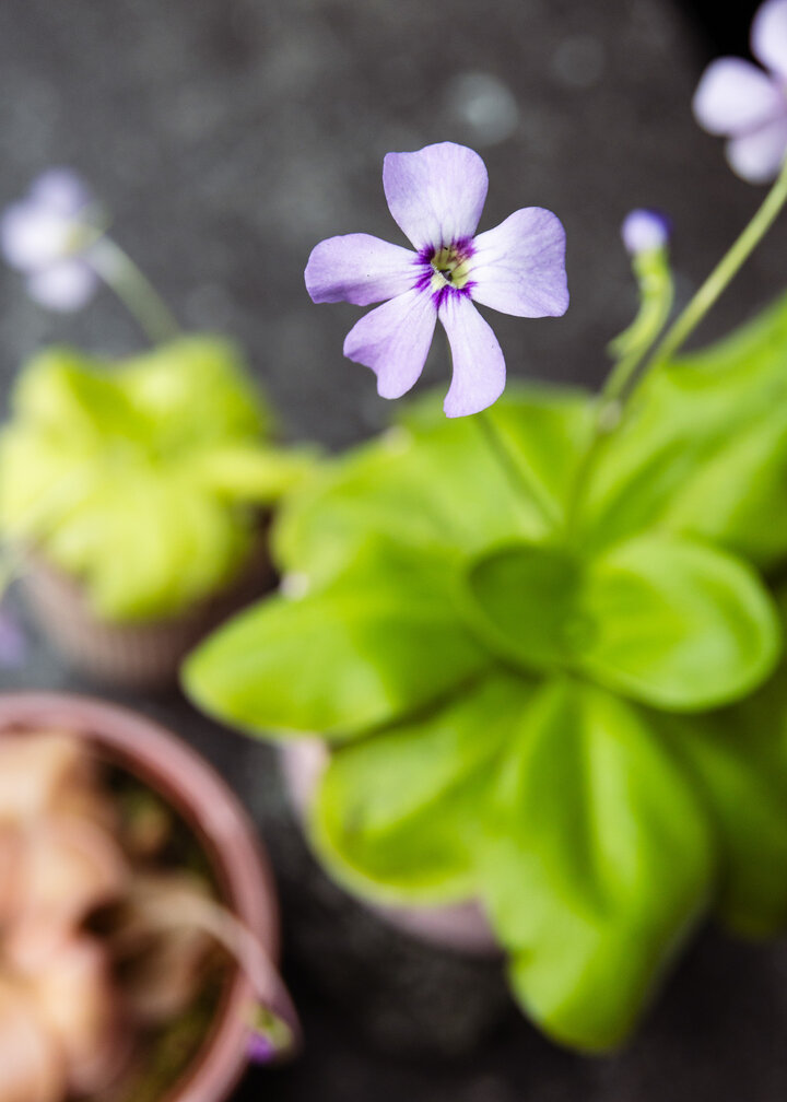 Pinguicula "Tina" grandi | ø 12 cm x ↕ 25 cm
