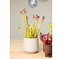 Sarracenia (Pitcher plant) "Farnhamii" - stor  | ø 12 cm x ↕ 25-30 cm