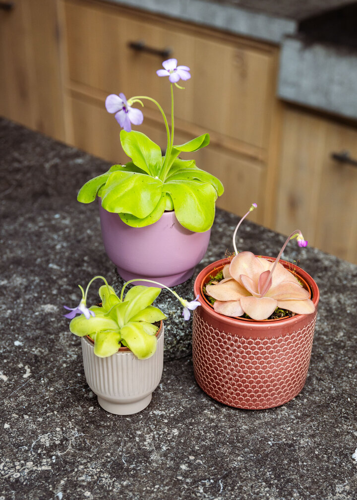 Pinguicula (Butterwort) "Weser" - large | ø 12 cm x ↕ 25 cm