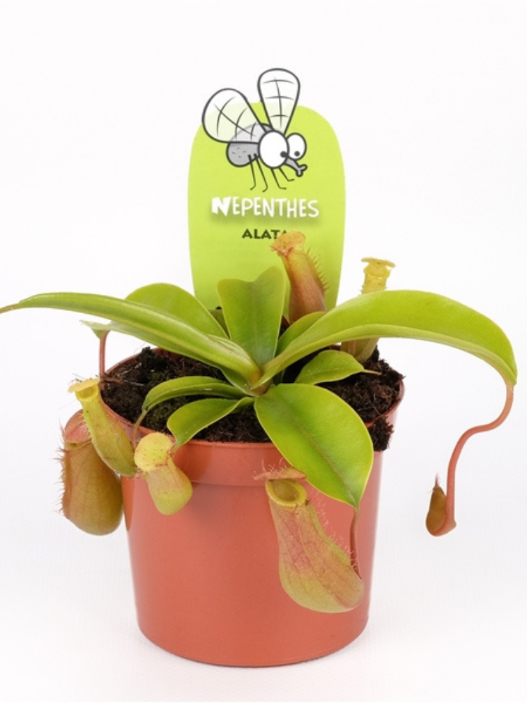 Nepenthes (Pitcher Plant) "Alata" - small  | ø 8,5 cm x ↕ 5 cm