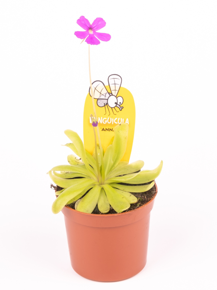 Pinguicula "Anna" | ø 8,5 cm x ↕ 25 cm