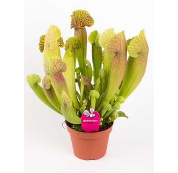 Sarracenia "Barba" - grande | ø 12 cm x ↕ 25 cm