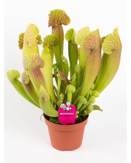 Sarracenia "Barba" - groß | ø 12 cm x ↕ 25 cm