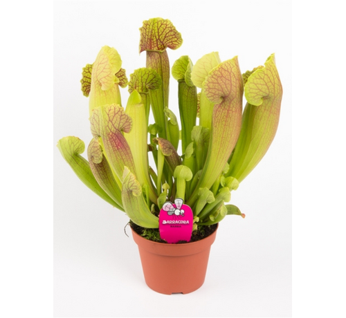 Sarracenia "Flava" | ø 8,5 cm x ↕ 15 cm"Barba" - grande | ø 12 cm x ↕ 25 cm