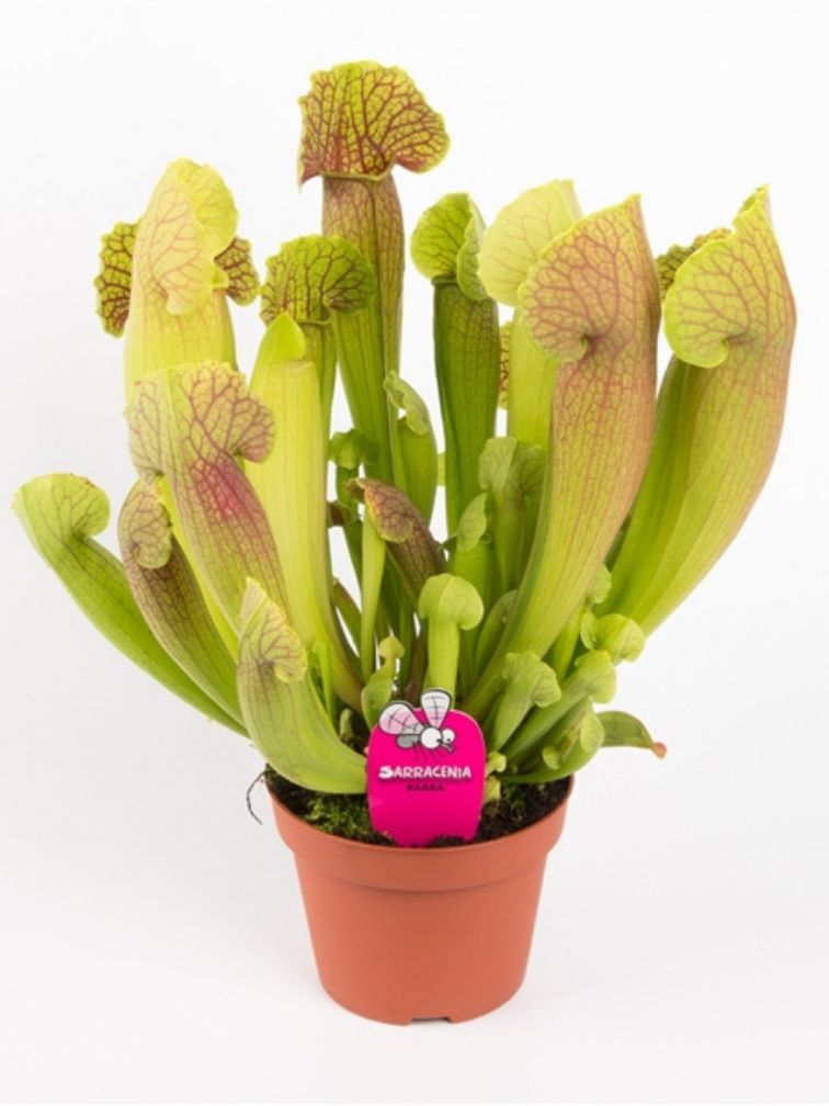 Sarracenia "Flava" | ø 8,5 cm x ↕ 15 cm"Barba" - grande | ø 12 cm x ↕ 25 cm