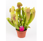 Sarracenia (Pitcher plant) "Barba" - large | ø 12 cm x ↕ 25 cm
