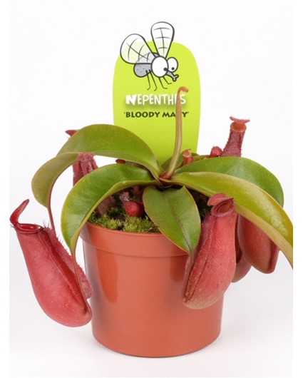 Nepenthes "Bloody Mary" | ø 8,5 cm x ↕ 5 cm