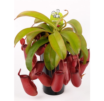 Nepenthes "Bloody Mary" - grande | ø 12 cm x ↕ 15 cm