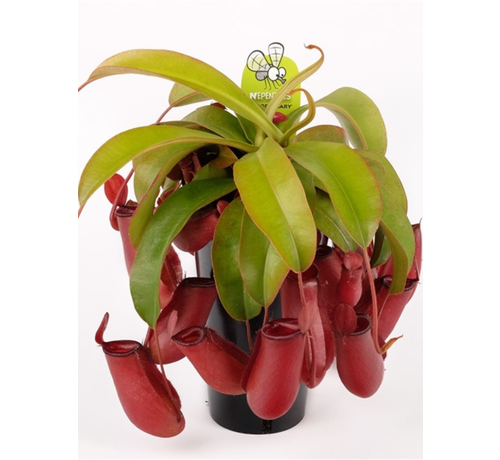Nepenthes "Bloody Mary" - grande | ø 12 cm x ↕ 15 cm
