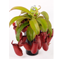 Nepenthes "Bloody Mary" - grande | ø 12 cm x ↕ 15 cm