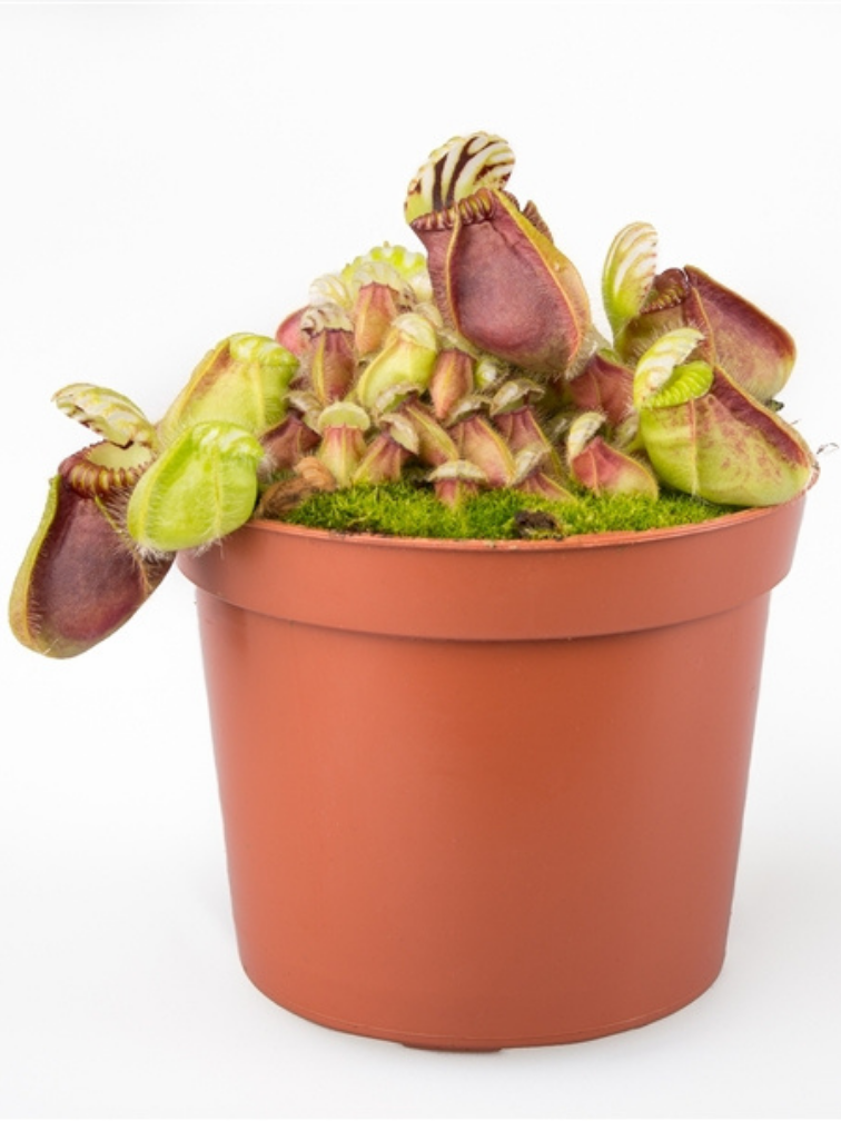 Cephalotus Follicularis (pitcher plant) | Rare plant Cephalotus Follicularis (pitcher plant) | Rare plant